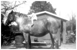 Esther på en skikkelig arbejdshest, far Ove holder. Hesten har lige fået nye sko. 1941