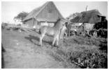 Hos Vilhelm og Skylfrida, bag føllet Harald og morbror Ove 1945.