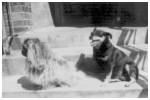 Topsy var kusine Grethes hund, de kom begge til at bo hos Astrid og Ove efter Grethes mors død ,(moster Helga),ved siden af Topsy vores hund Perle.1955.